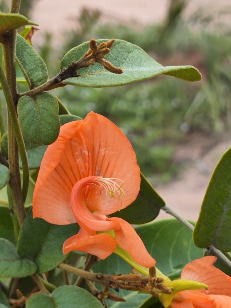 Harpalyce correntina