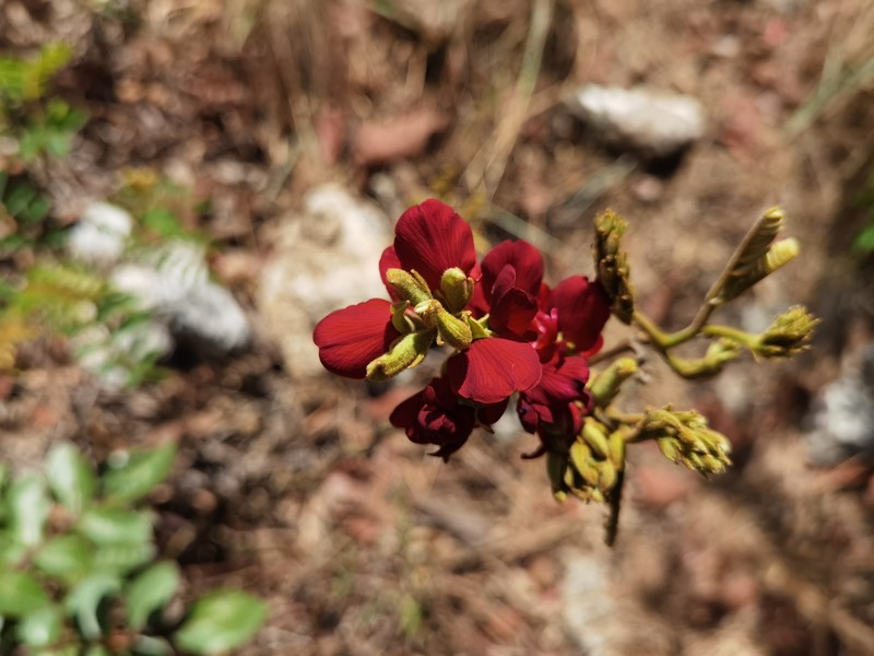 Harpalyce formosa var. formosa