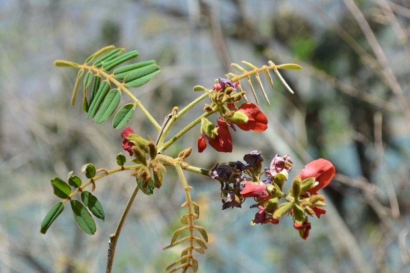 Harpalyce formosa var. formosa photo 2