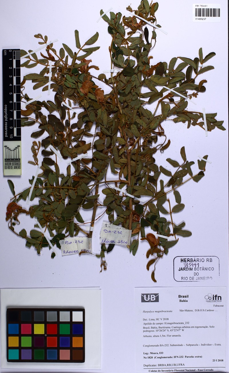 Harpalyce magnibracteata