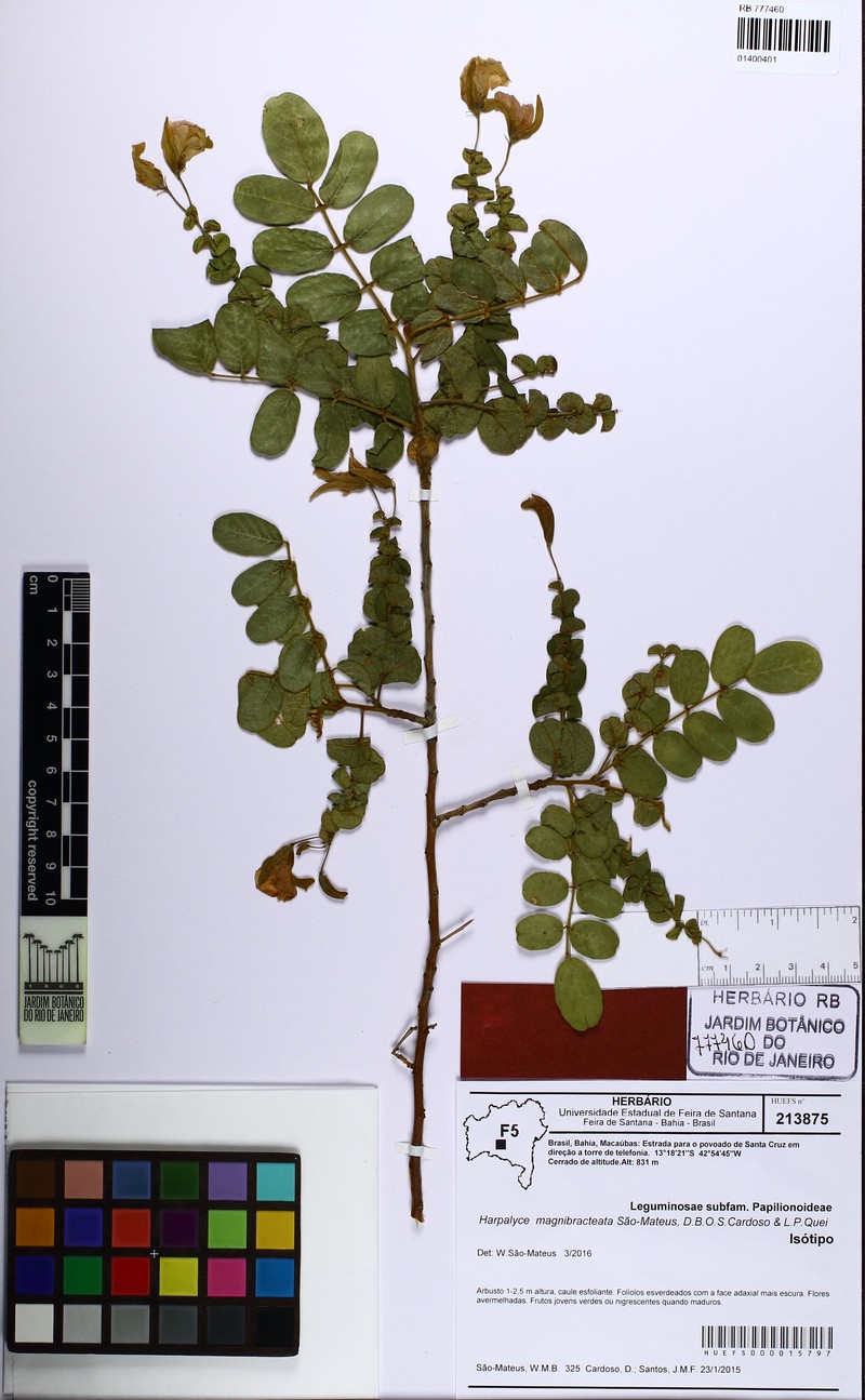 Harpalyce magnibracteata photo 2