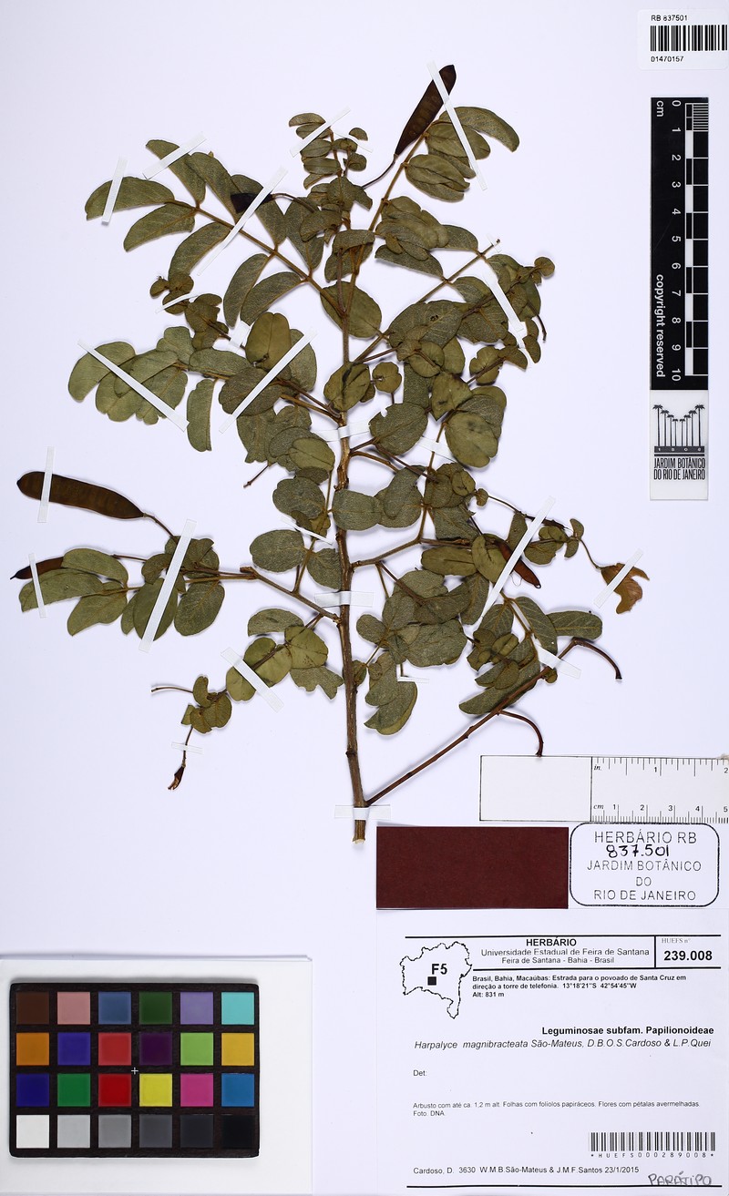 Harpalyce magnibracteata photo 3