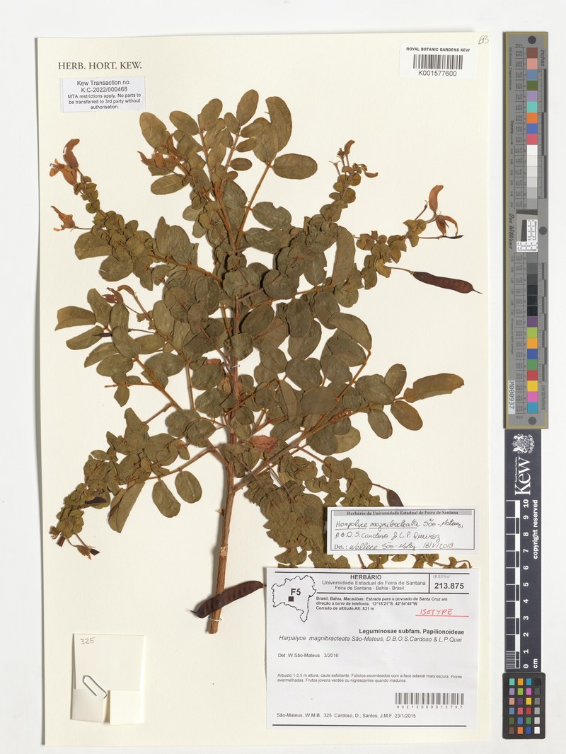 Harpalyce magnibracteata photo 4