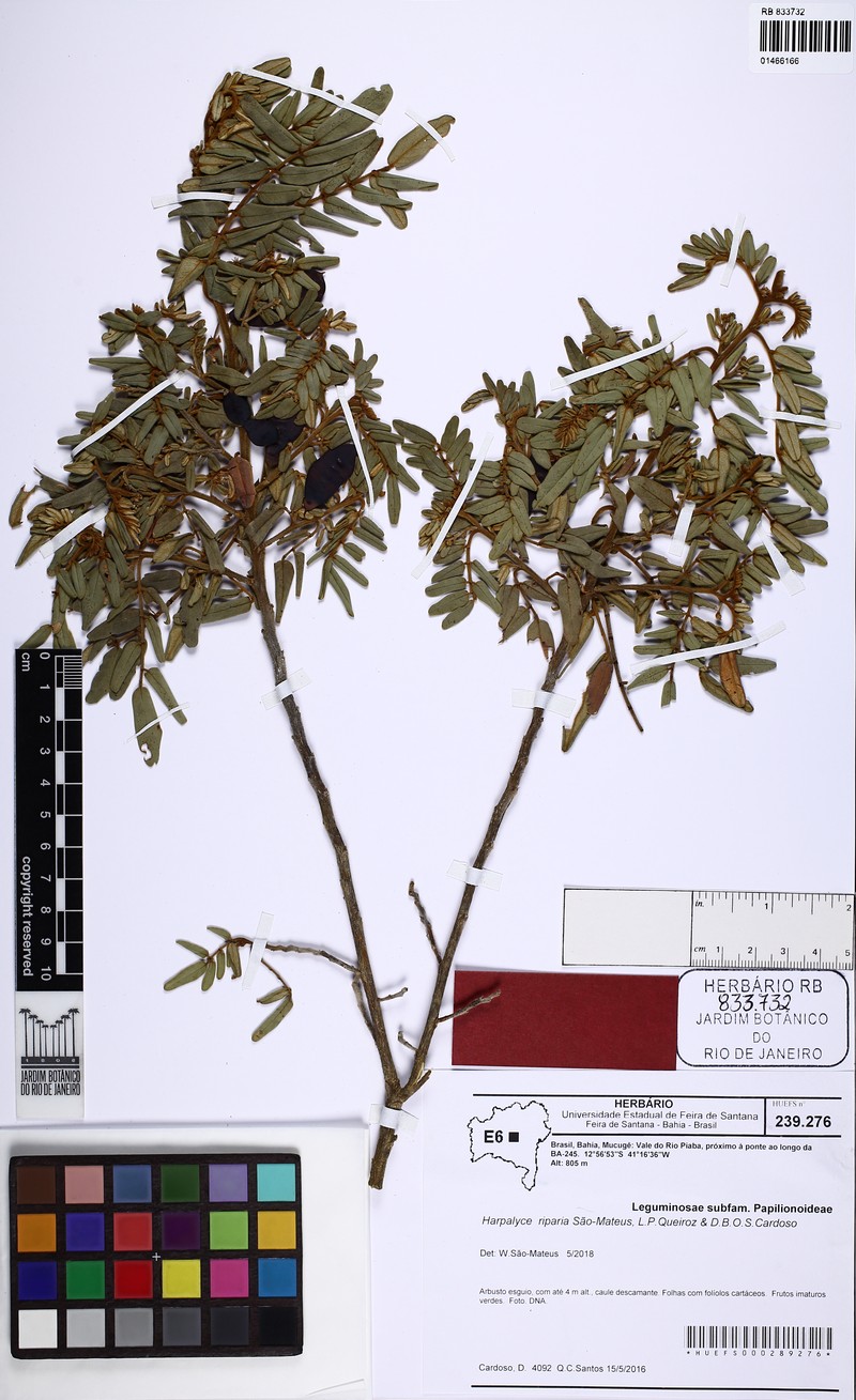 Harpalyce riparia