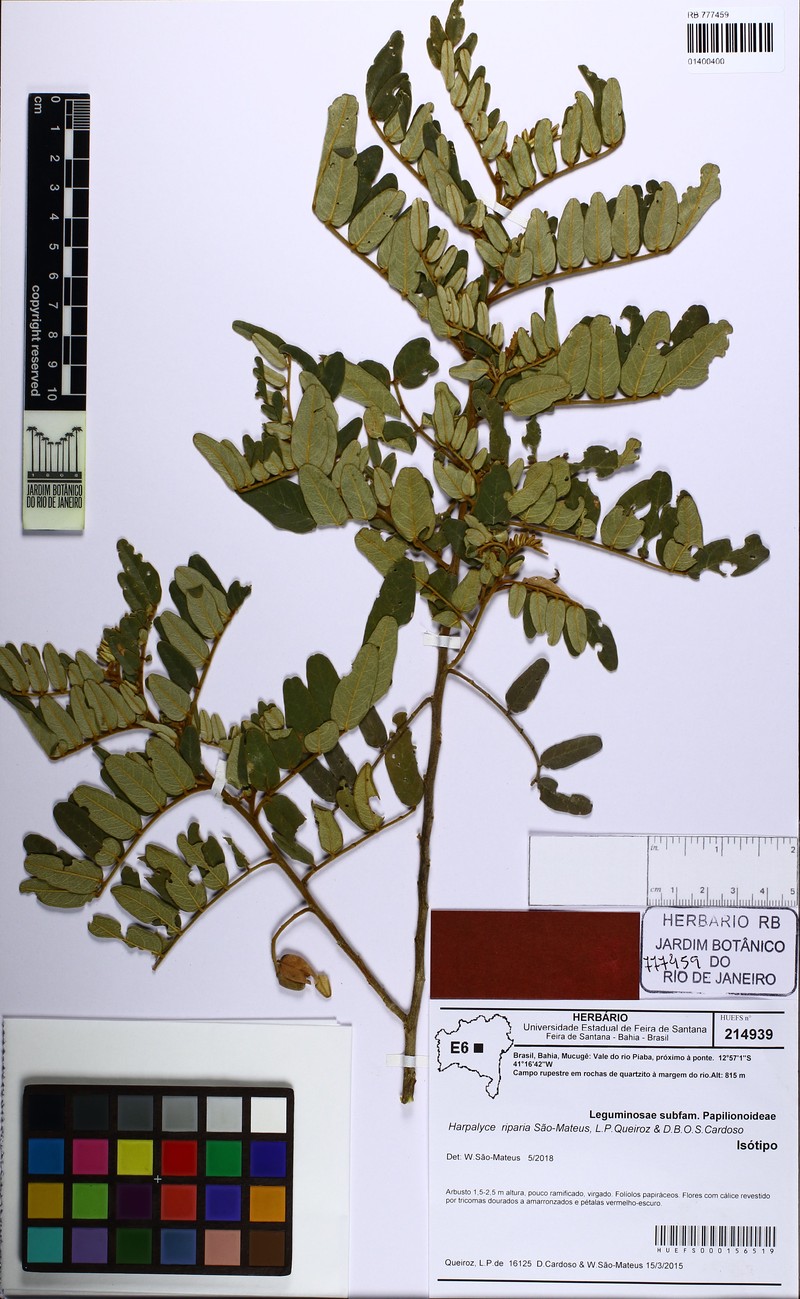 Harpalyce riparia photo 2
