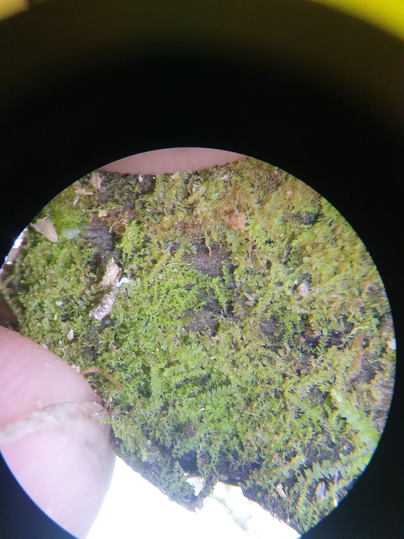 Harpanthus drummondii photo 2