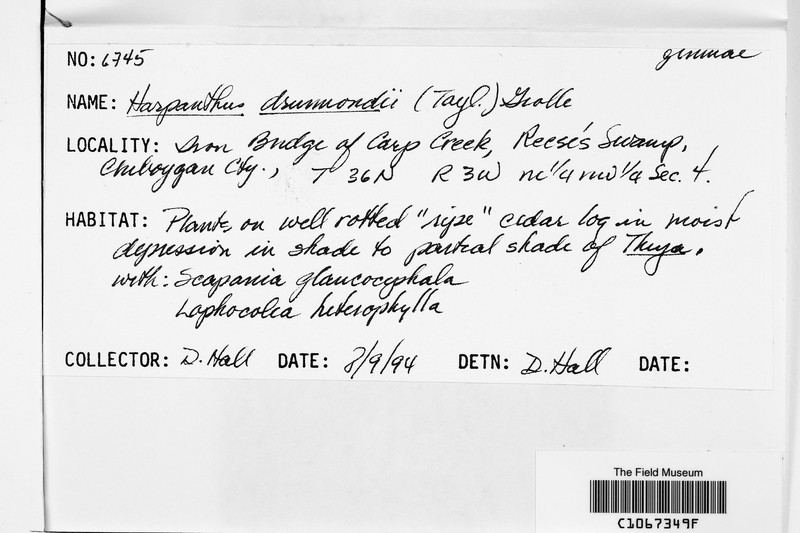 Harpanthus drummondii photo 3