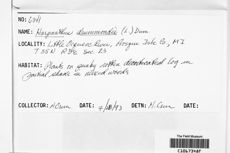 Harpanthus drummondii photo 4