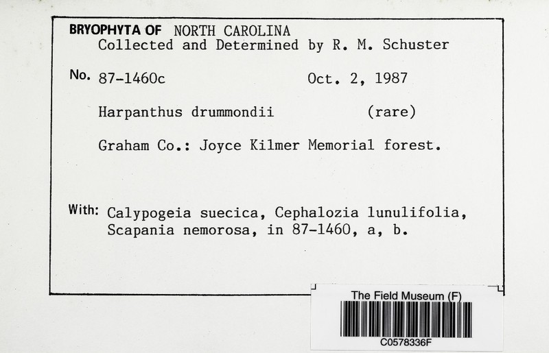 Harpanthus drummondii photo 5