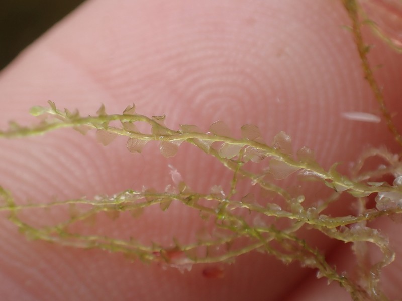 Harpanthus flotovianus