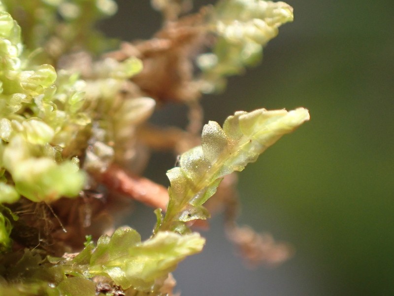 Harpanthus flotovianus photo 2