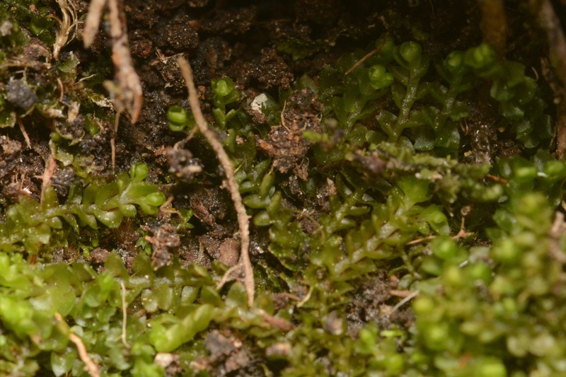 Harpanthus flotovianus photo 3