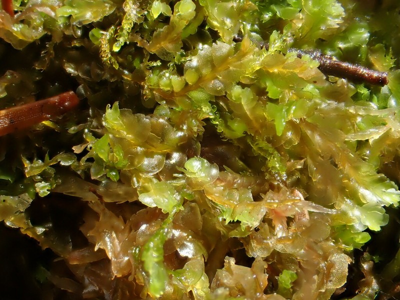 Harpanthus flotovianus photo 4