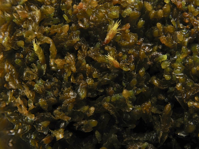 Harpanthus flotovianus photo 5