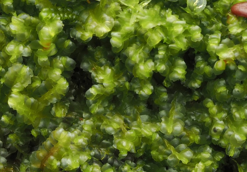 Harpanthus flotovianus photo 6