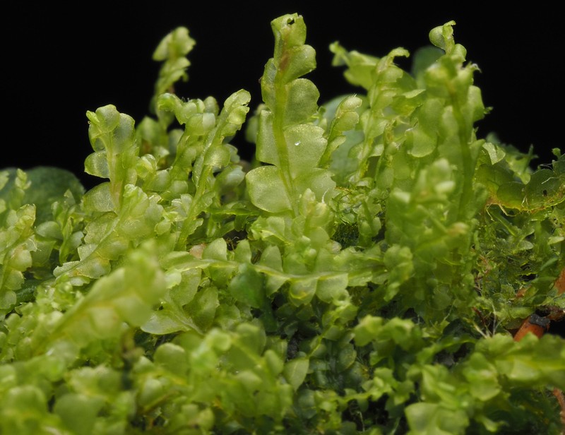 Harpanthus flotovianus photo 7