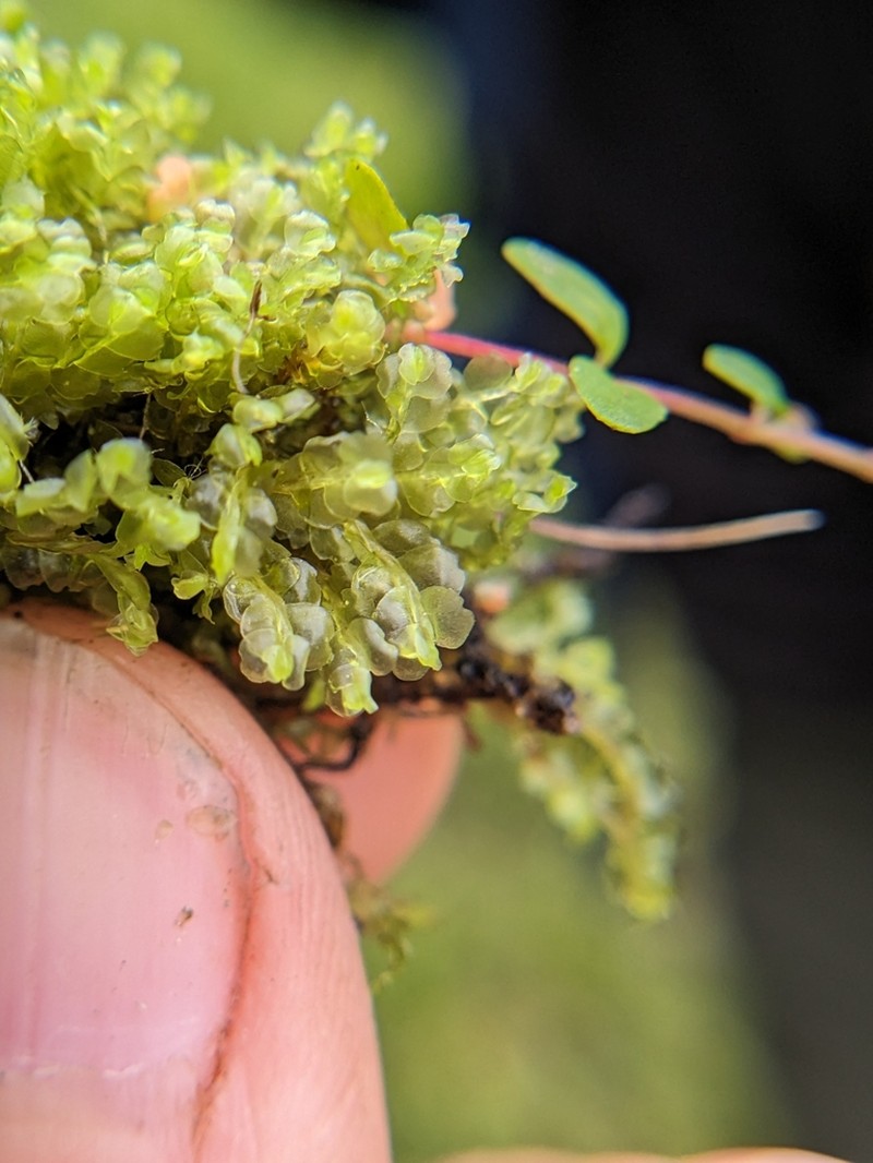 Harpanthus flotovianus photo 8
