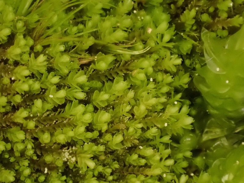 Harpanthus scutatus