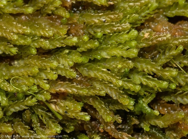 Harpanthus scutatus photo 4