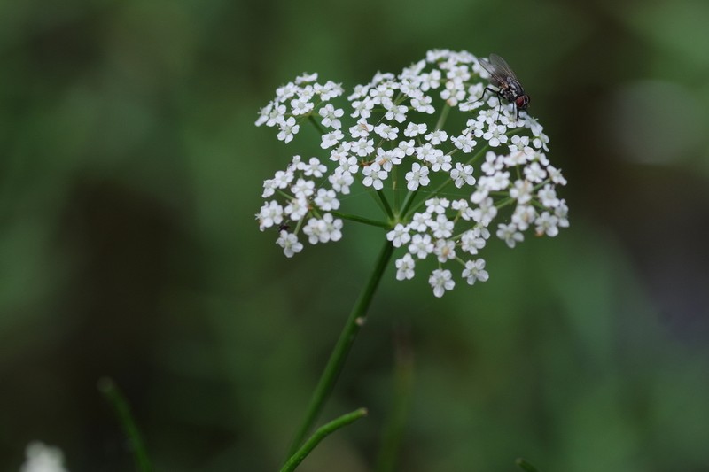 Piedmont Mock Bishopweed