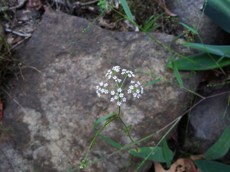 Piedmont Mock Bishopweed photo 2