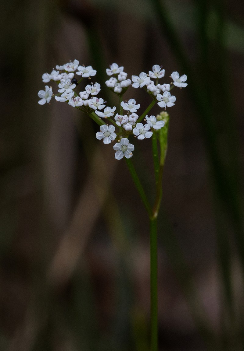 Piedmont Mock Bishopweed photo 3