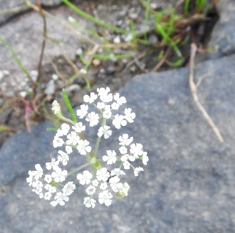 Piedmont Mock Bishopweed photo 5