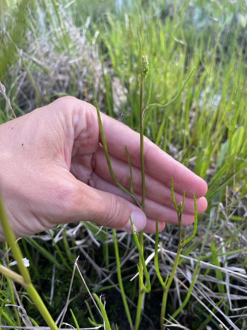 Piedmont Mock Bishopweed photo 6