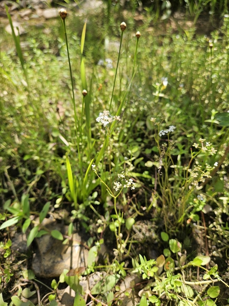 Piedmont Mock Bishopweed photo 7