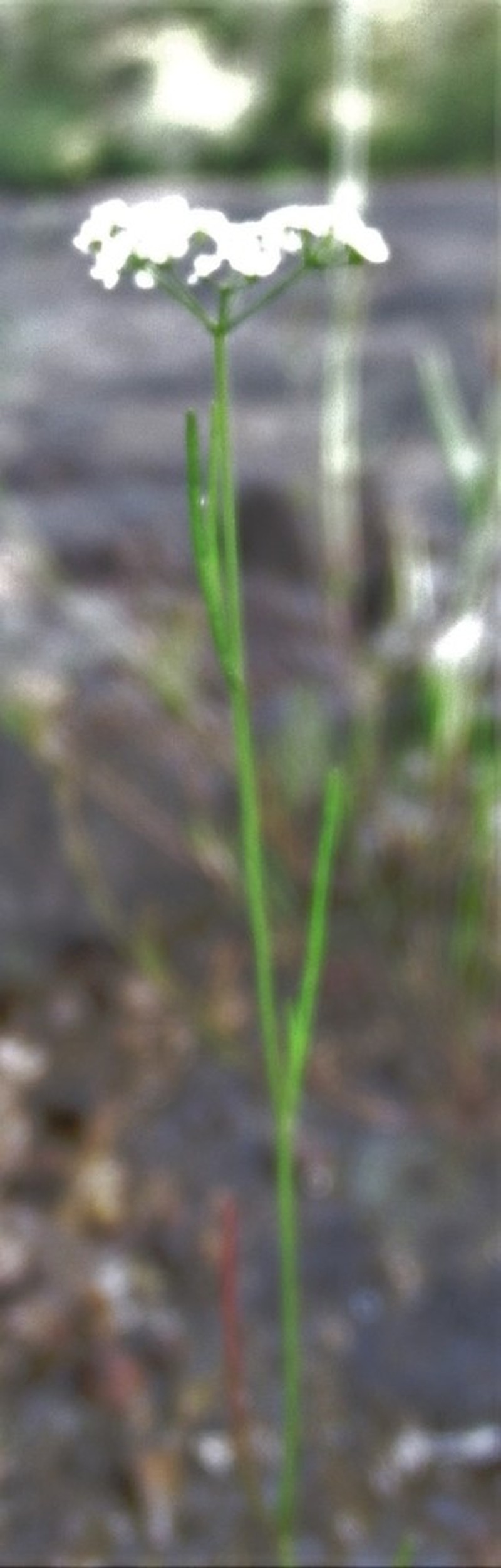 Piedmont Mock Bishopweed photo 8