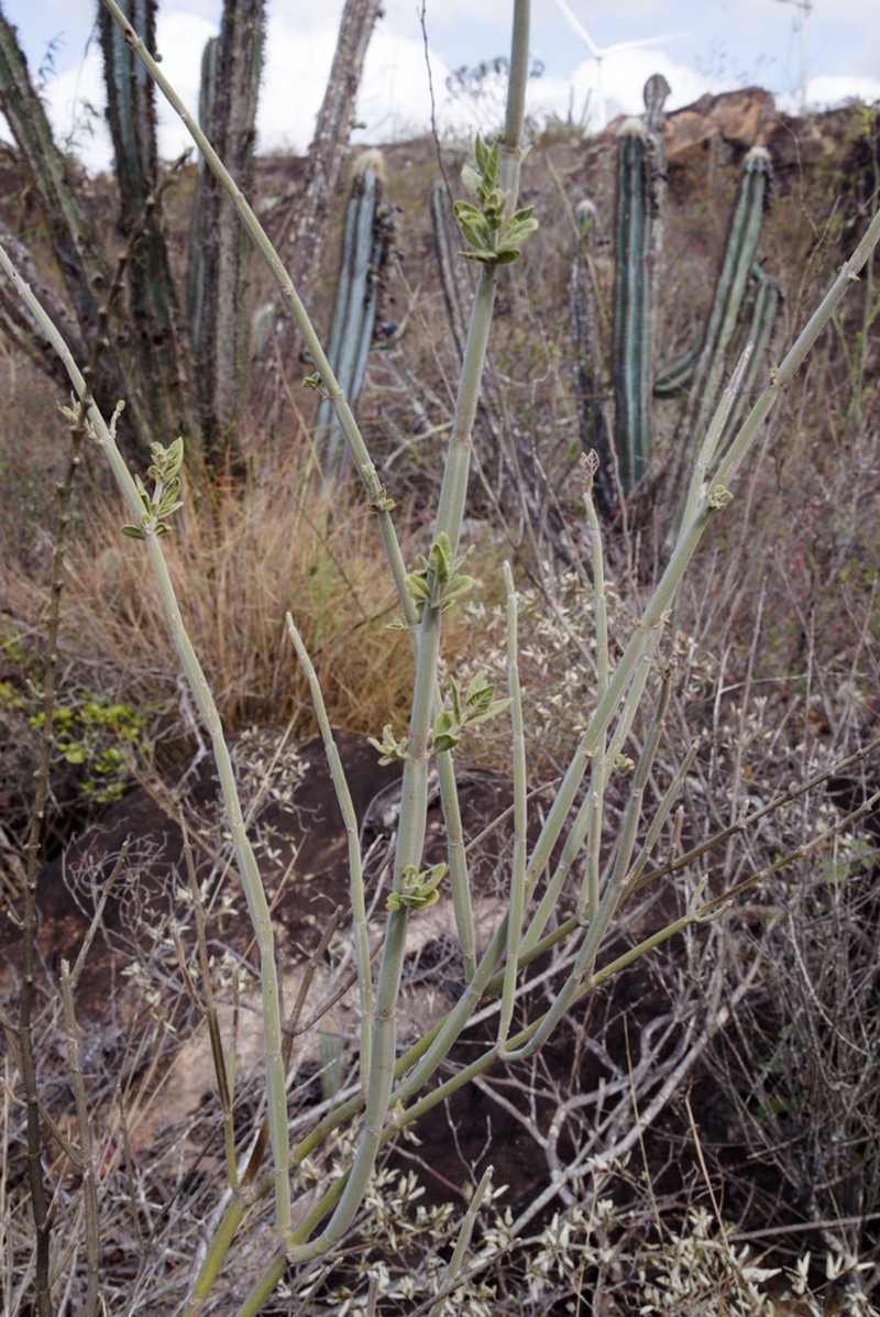 Harpochilus corrugatus