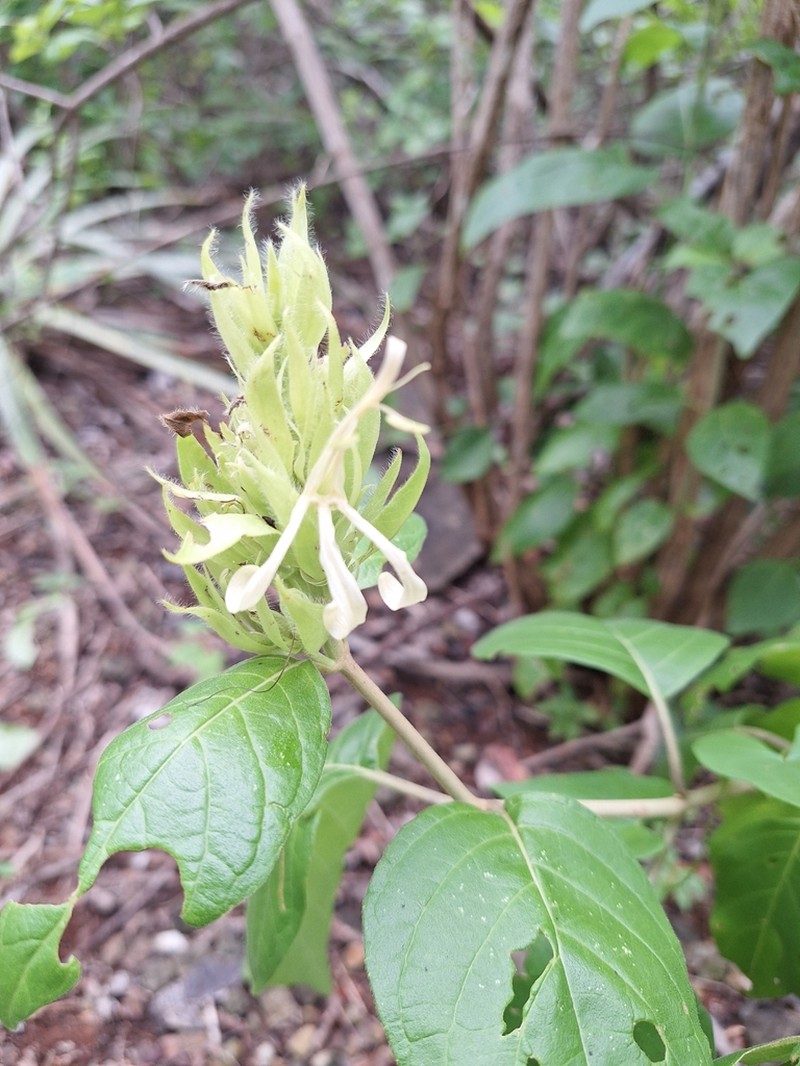 Harpochilus paraibanus