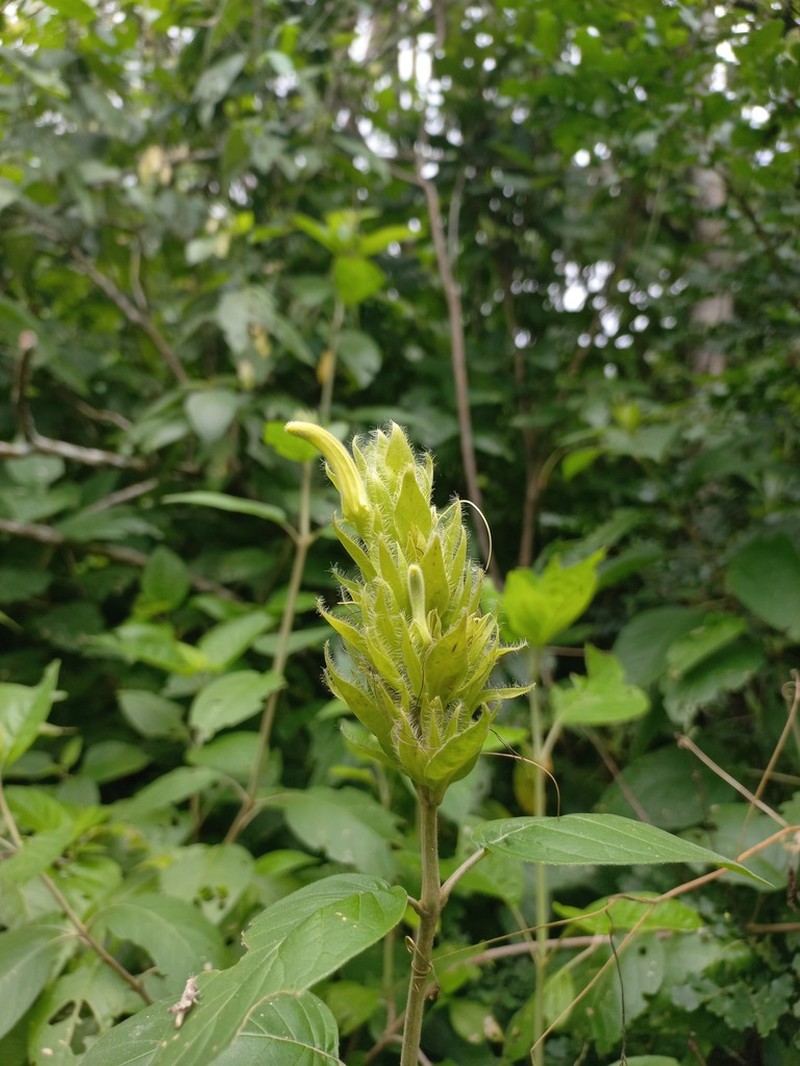 Harpochilus paraibanus photo 2