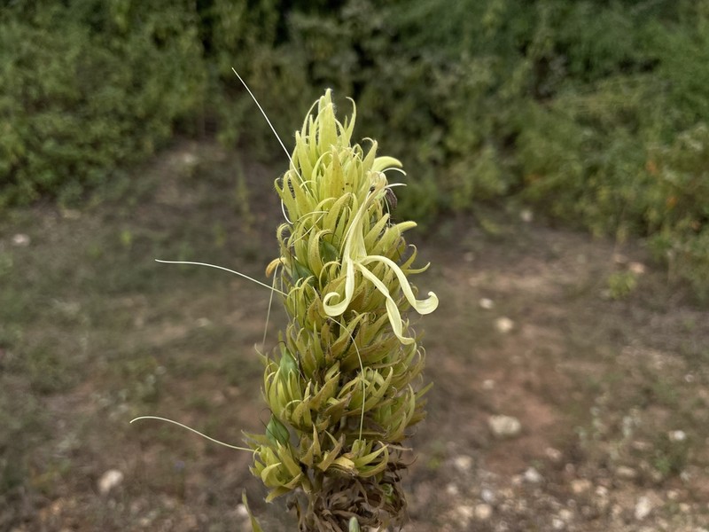 Harpochilus paraibanus photo 3