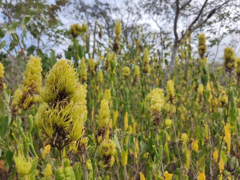 Harpochilus paraibanus photo 4