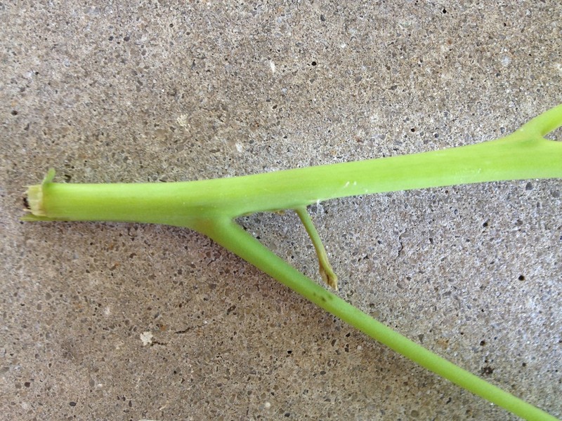 Tulip-Wood Tree photo 4
