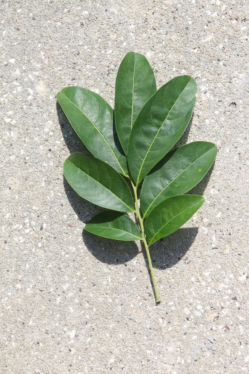Tulip-Wood Tree photo 5