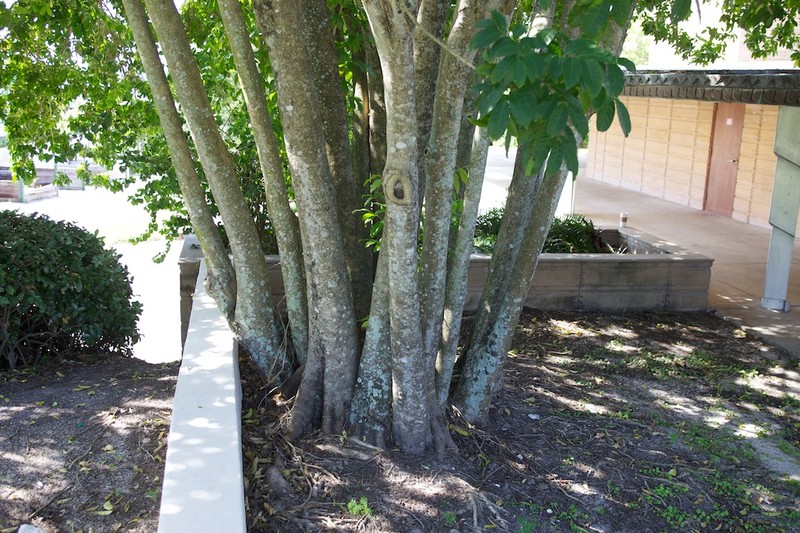 Tulip-Wood Tree photo 6