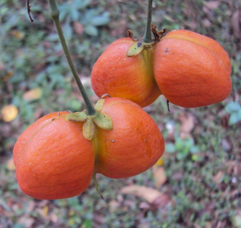 Tulip-Wood Tree photo 2