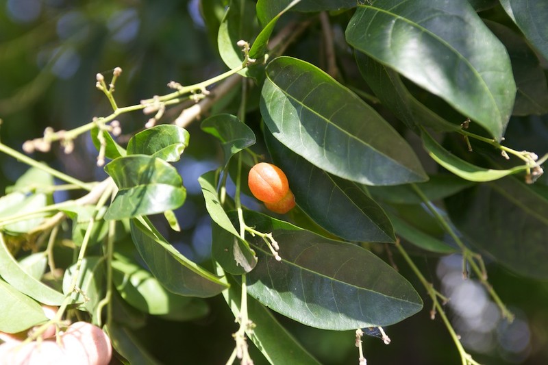 Tulip-Wood Tree photo 3