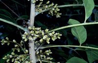 Tulip-Wood Tree