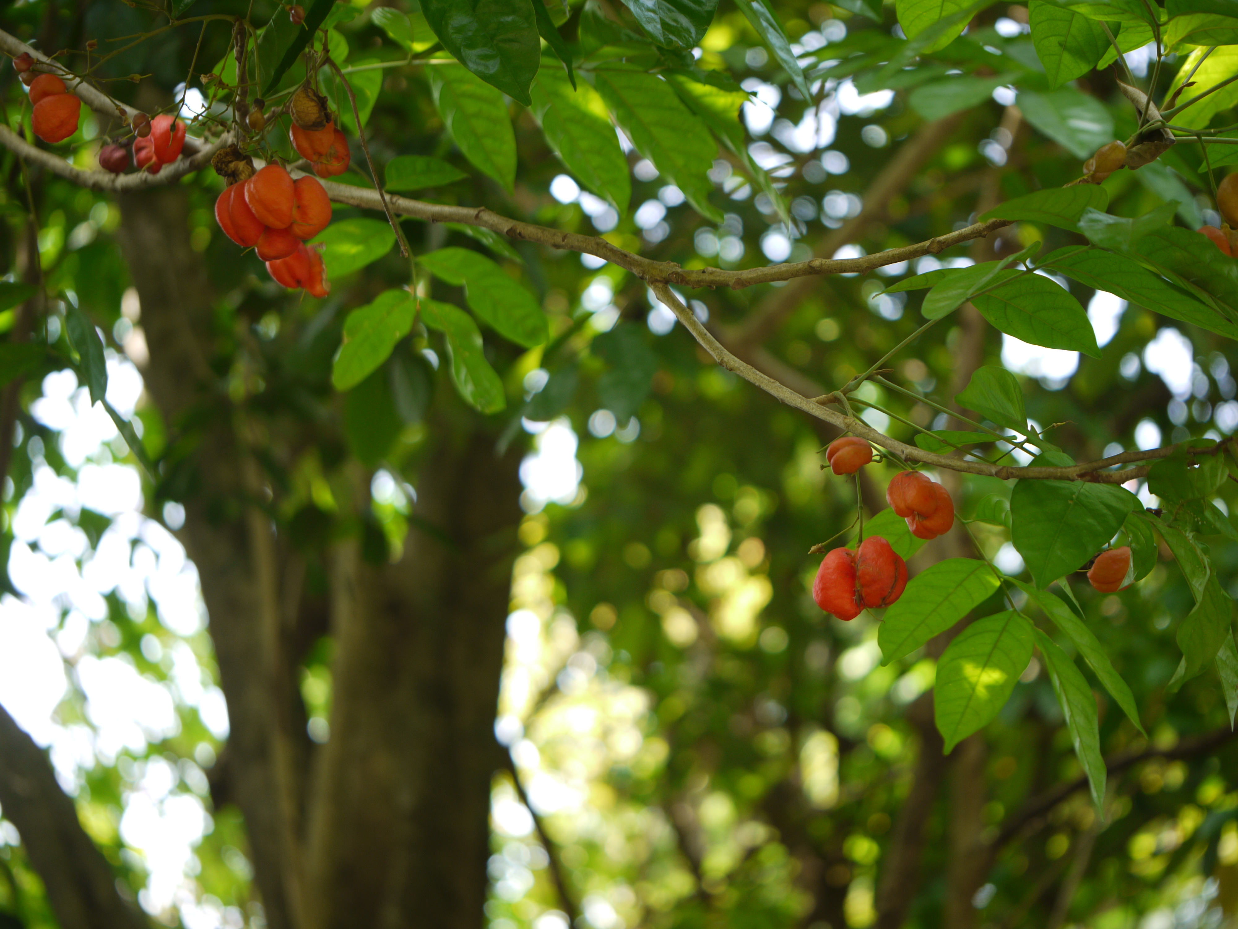 Tulip-Wood Tree photo 7