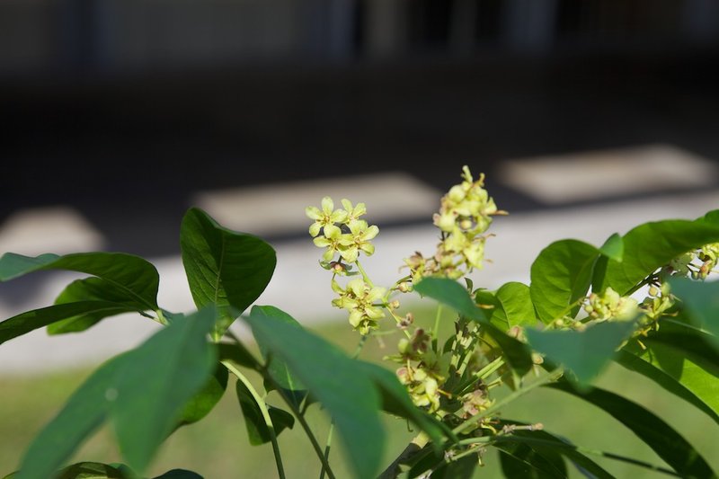Tulip-Wood Tree photo 8