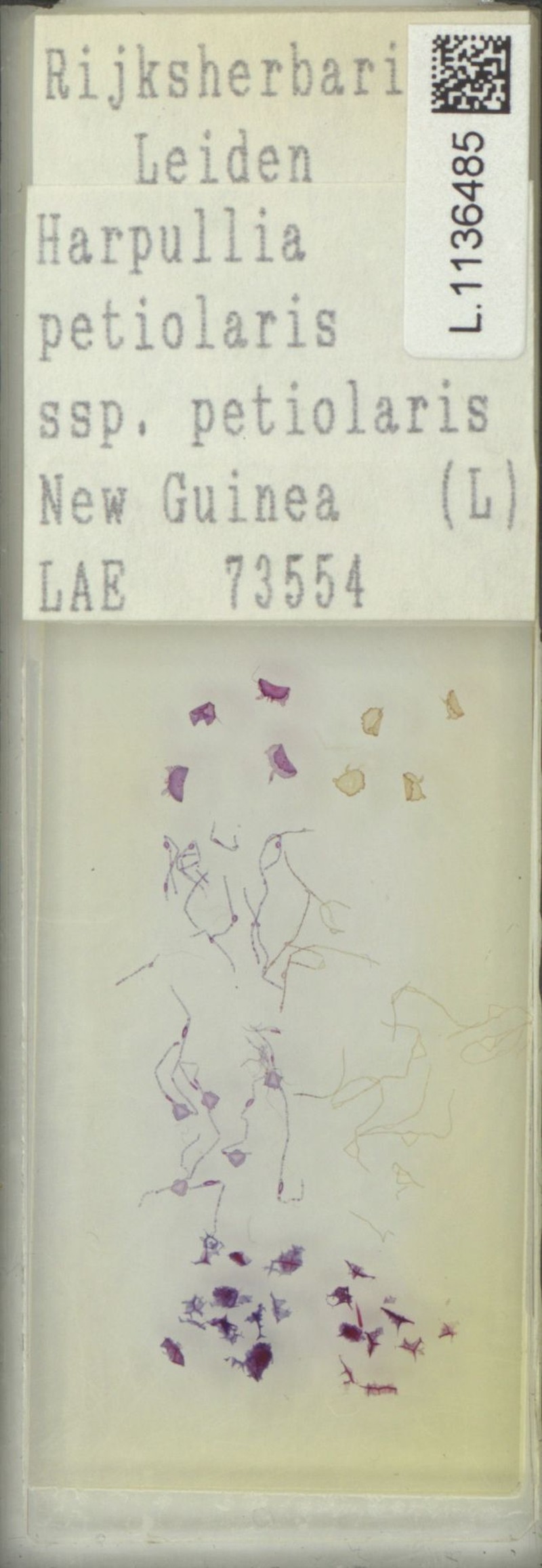 Harpullia petiolaris subsp. petiolaris