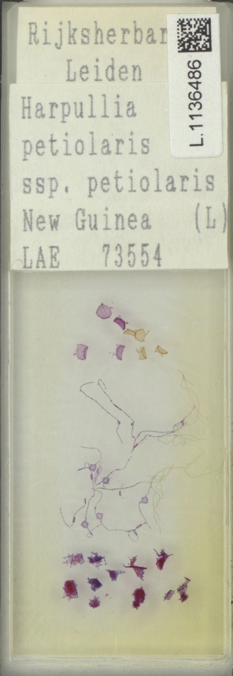 Harpullia petiolaris subsp. petiolaris photo 2