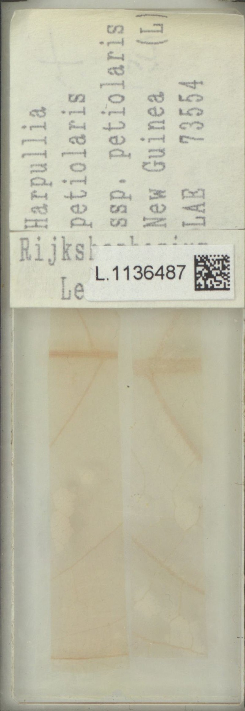 Harpullia petiolaris subsp. petiolaris photo 3