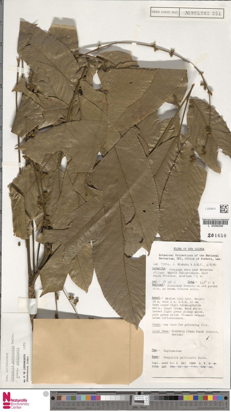 Harpullia petiolaris subsp. petiolaris photo 4