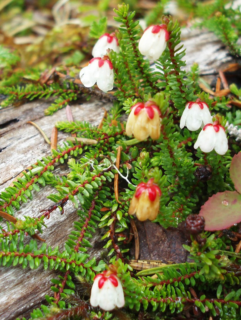 Alaska Bellheather