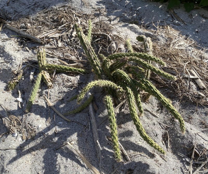 Prickly Applecactus