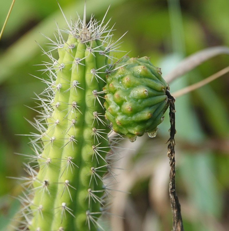 Prickly Applecactus photo 2